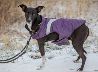 Huhu ich bin die Kira mit drei Beinen und liebe das Leben