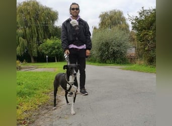 Hallo ich bin Kira, eine Herz auf drei Pfoten