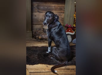 Kira lebensfrohes Dreibein