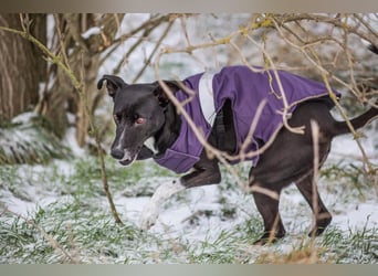 Kira liebes süßes Dreibein wartet auf Menschen, die sie lieben wie sie ist