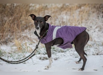 Kira lebensfrohes Dreibein