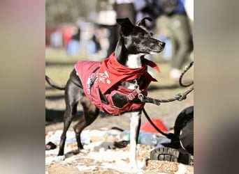 Huhu ich bin die Kira mit drei Beinen und liebe das Leben