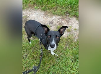 Huhu ich bin die Kira mit drei Beinen und liebe das Leben