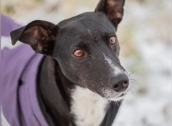 Huhu ich bin die Kira mit drei Beinen und liebe das Leben