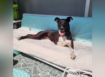 Huhu ich bin die Kira mit drei Beinen und liebe das Leben