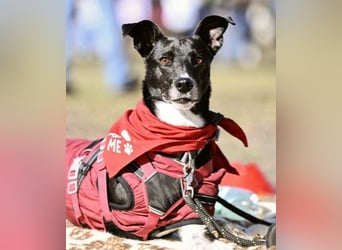 Hallo ich bin Kira, eine Herz auf drei Pfoten