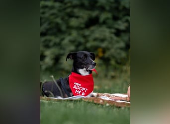 Kira lebensfrohes Dreibein