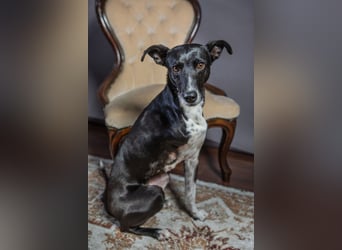 Kira liebes süßes Dreibein wartet auf Menschen, die sie lieben wie sie ist