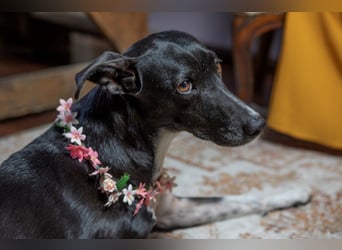 Kira liebes süßes Dreibein wartet auf Menschen, die sie lieben wie sie ist