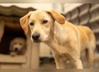 Olina, schüchterne Schönheit wartet auf ihre Herzensmenschen