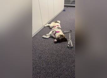 Bürohund ELOISE - freundlich & fröhlich