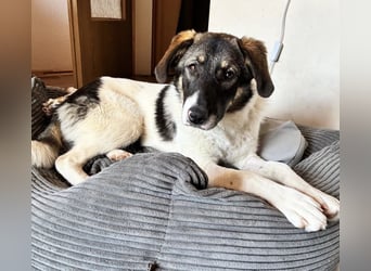 Bürohund ELOISE - freundlich & fröhlich