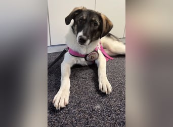 Bürohund ELOISE - freundlich & fröhlich