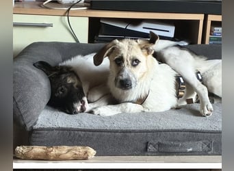 ELLA: Menschenbezogene & freundliche Junghündin