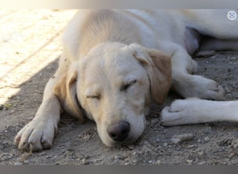 Olina, schüchterne Schönheit wartet auf ihre Herzensmenschen