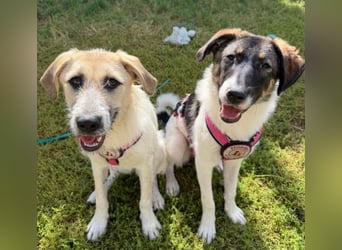 ELLA: Menschenbezogene & freundliche Junghündin