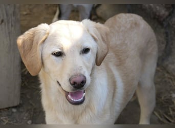 Olina, schüchterne Schönheit wartet auf ihre Herzensmenschen