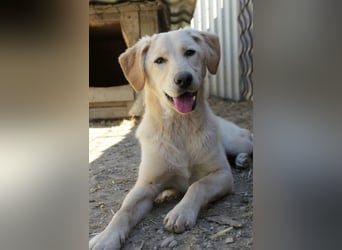 Olina, schüchterne Schönheit wartet auf ihre Herzensmenschen