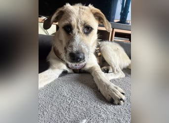 ELLA: Menschenbezogene & freundliche Junghündin