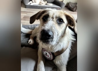 ELLA: Menschenbezogene & freundliche Junghündin