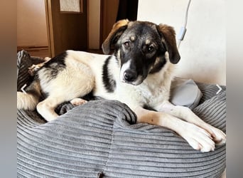 Bürohund ELOISE - freundlich & fröhlich