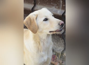 Olina, schüchterne Schönheit wartet auf ihre Herzensmenschen