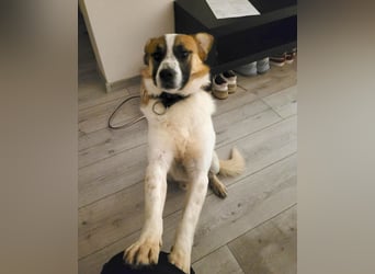 Phoenix, aus der Hölle entkommen, sucht nun seinen Himmel auf Erden