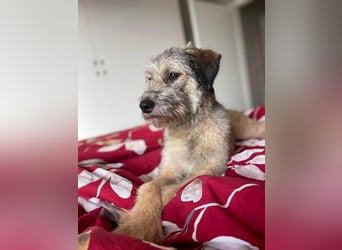 Süße Titza sucht ihr eigenes Körbchen