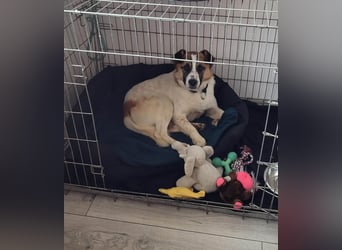 Phoenix, aus der Hölle entkommen, sucht nun seinen Himmel auf Erden