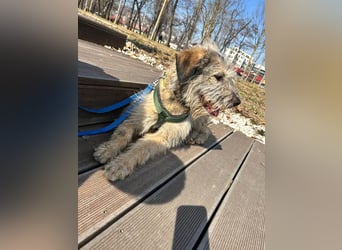 Süße Titza sucht ihr eigenes Körbchen