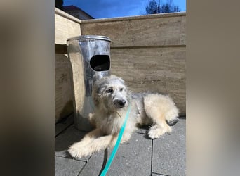 Süße Titza sucht ihr eigenes Körbchen