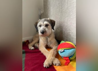 Süße Titza sucht ihr eigenes Körbchen