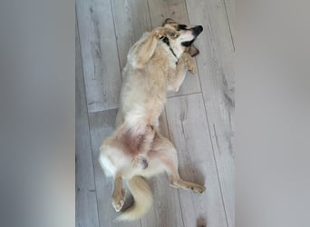 Phoenix, aus der Hölle entkommen, sucht nun seinen Himmel auf Erden