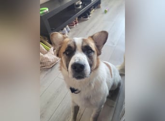 Phoenix, aus der Hölle entkommen, sucht nun seinen Himmel auf Erden