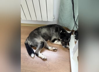 Süße Unica sucht ihr eigenes Körbchen
