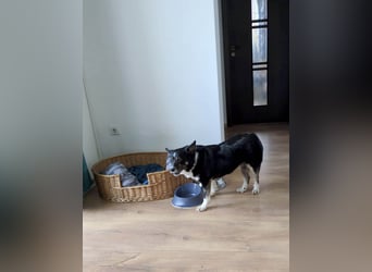 Süße Unica sucht ihr eigenes Körbchen
