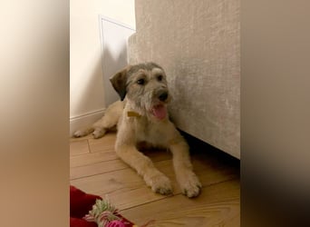 Süße Titza sucht ihr eigenes Körbchen