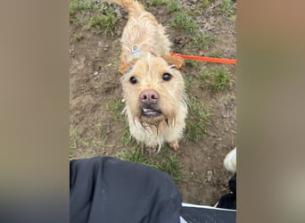 Livi - Traumhund sucht Familie / Anfänger geeignet