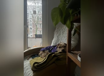 Livi - Traumhund sucht Familie / Anfänger geeignet