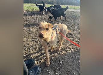 Livi - Traumhund sucht Familie / Anfänger geeignet