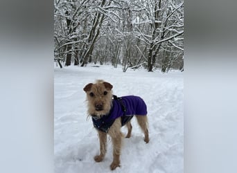 Livi - Traumhund sucht Familie / Anfänger geeignet