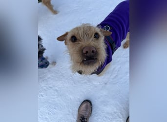 Livi - Traumhund sucht Familie / Anfänger geeignet