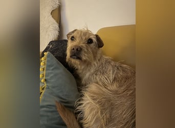 Livi - Traumhund sucht Familie / Anfänger geeignet