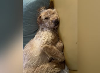 Livi - Traumhund sucht Familie / Anfänger geeignet