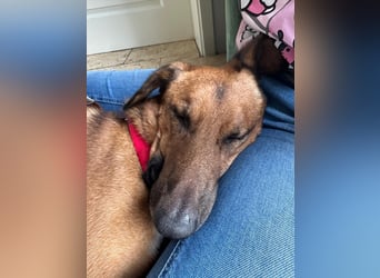 Alec, 5 Jahre und sehr verschmust
