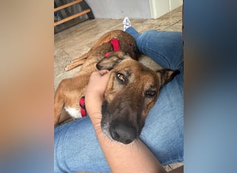 Alec, 5 Jahre und sehr verschmust