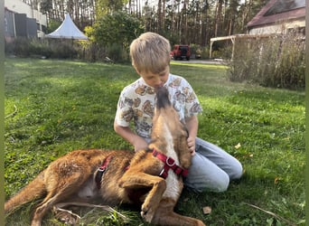 Alec, 5 Jahre und sehr verschmust