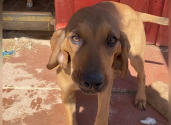 Bardot- lebenslustige Welpe möchte schnell ein Zuhause finden