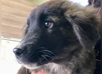 Voda - quirlige Welpe wünscht sich ein richtiges Zuhause