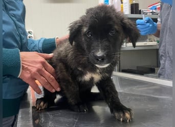 Voda - quirlige Welpe wünscht sich ein richtiges Zuhause